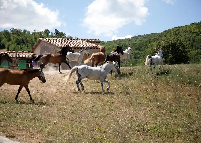 波迪尔特里姆里尼酒店 农家乐 卡索莱代尔萨