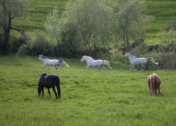 波迪尔特里姆里尼酒店 农家乐 *