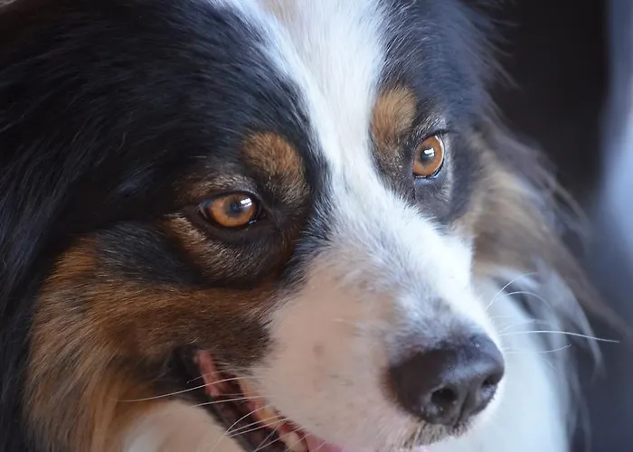 波迪尔特里姆里尼酒店 卡索莱代尔萨